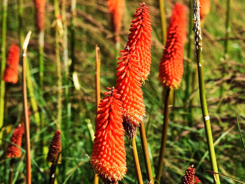 Abisynka (Kniphofia uvaria)