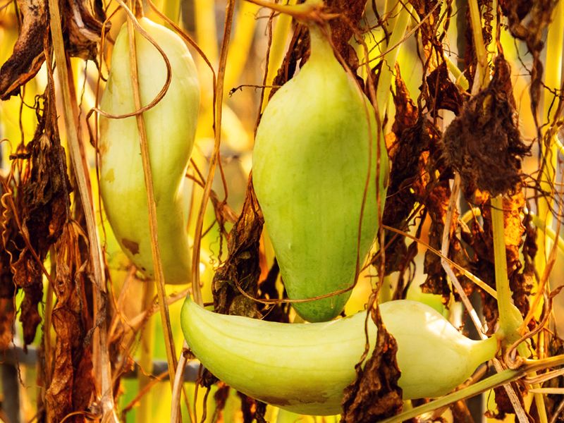 Aczokcza (Cyclanthera pedata)