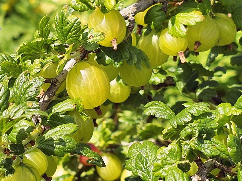 Agrest (Ribes uva-crispa)