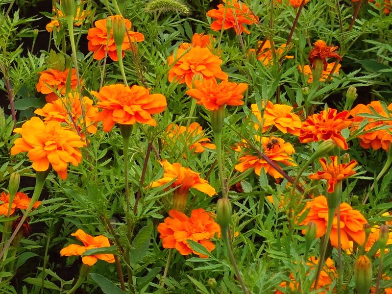 Aksamitka (Tagetes)