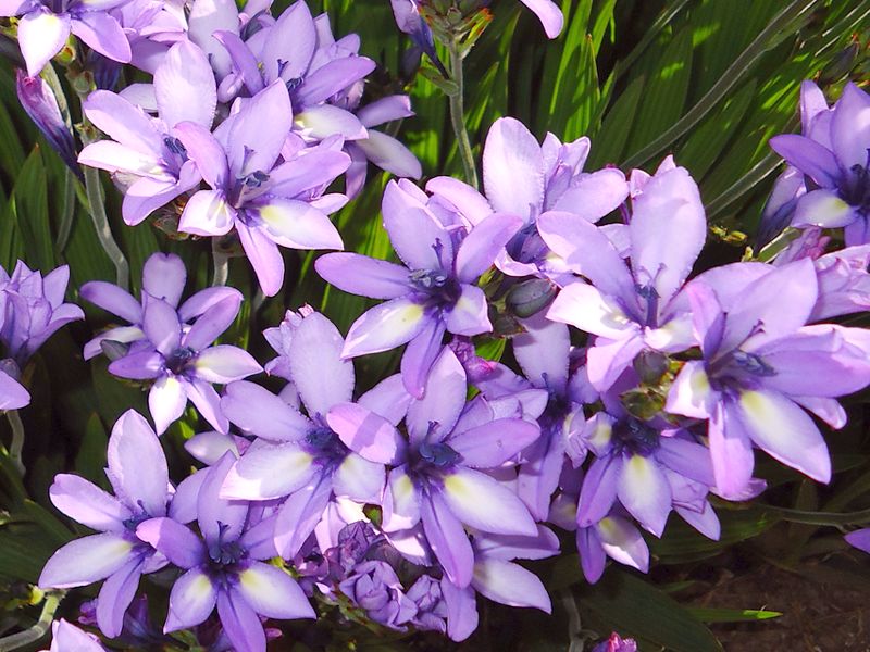 Babiana prosta (Babiana stricta)