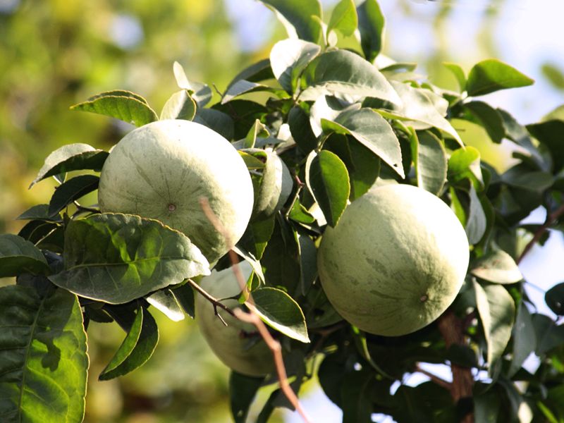 Bael (Aegle marmelos)