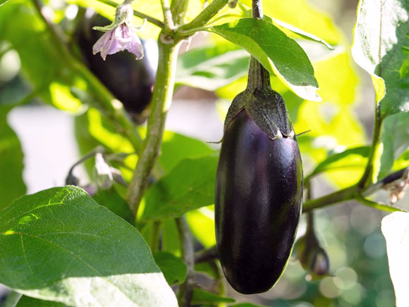 Bakłażan (Solanum melongena)