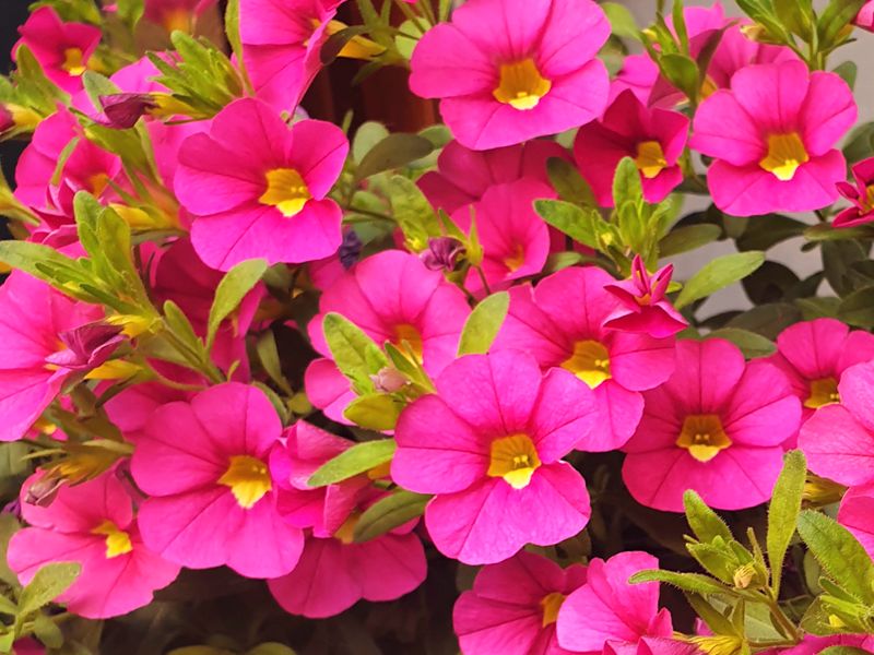 Calibrachoa
