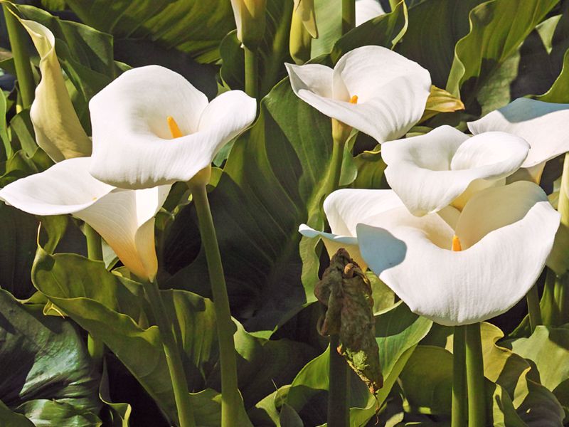 Cantedeskia (Zantedeschia)