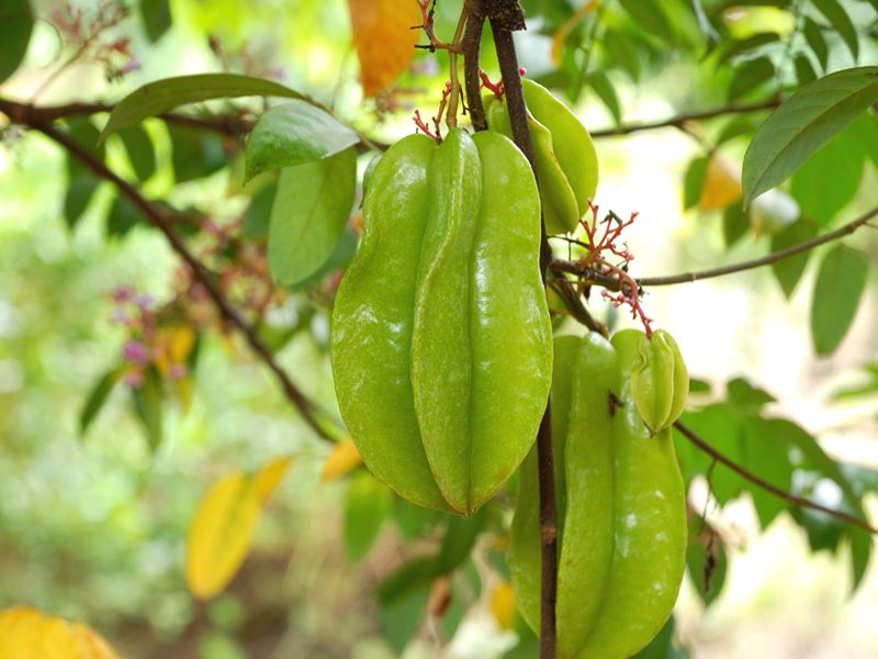 Carambola (Averrhoa carambola)