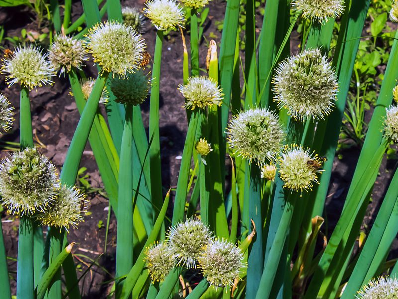 Cebula siedmiolatka (Allium fistulosum)