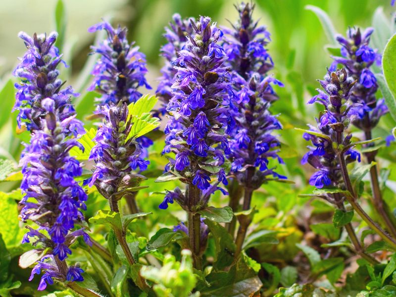 Dąbrówka rozłogowa (Ajuga reptans)