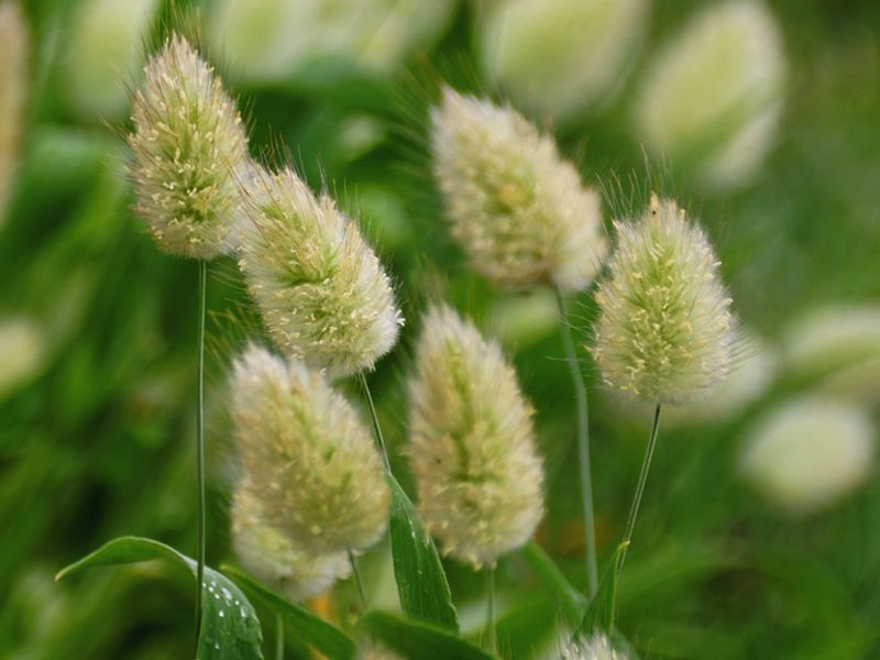 Dmuszek jajowaty (Lagurus ovatus)