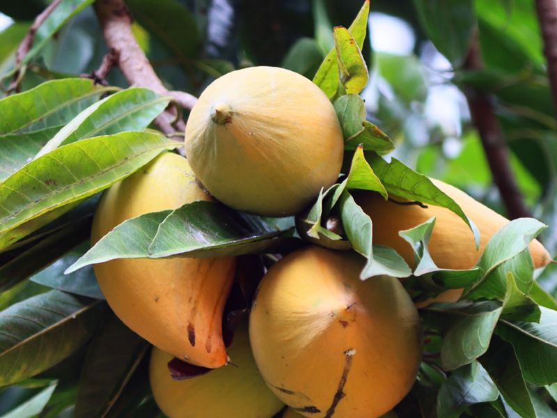 Eggfruit (Pouteria campechiana)