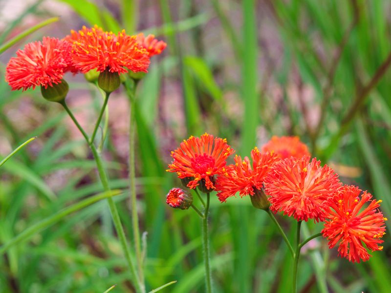 Emilia szkarłatna (Emilia coccinea)