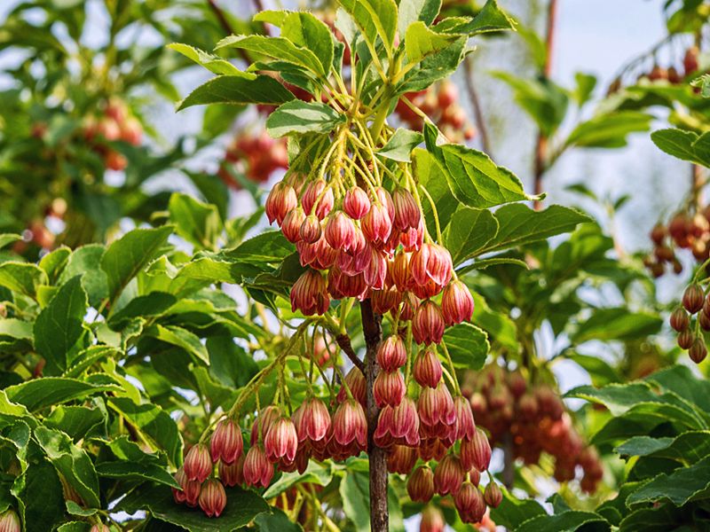 Enkiant (Enkianthus)