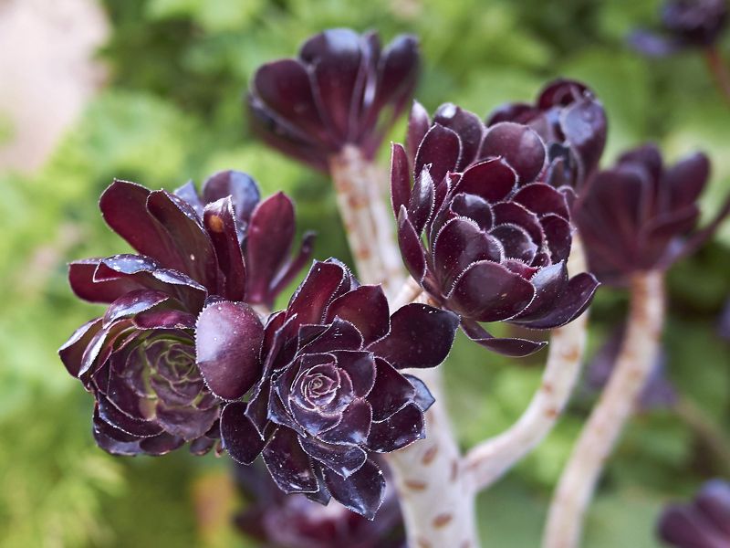 Eonium drzewiaste (Aeonium arboreum)