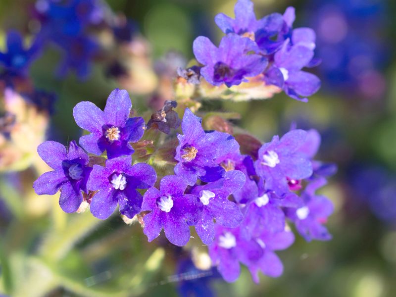 Farbownik lekarski (Anchusa officinalis)