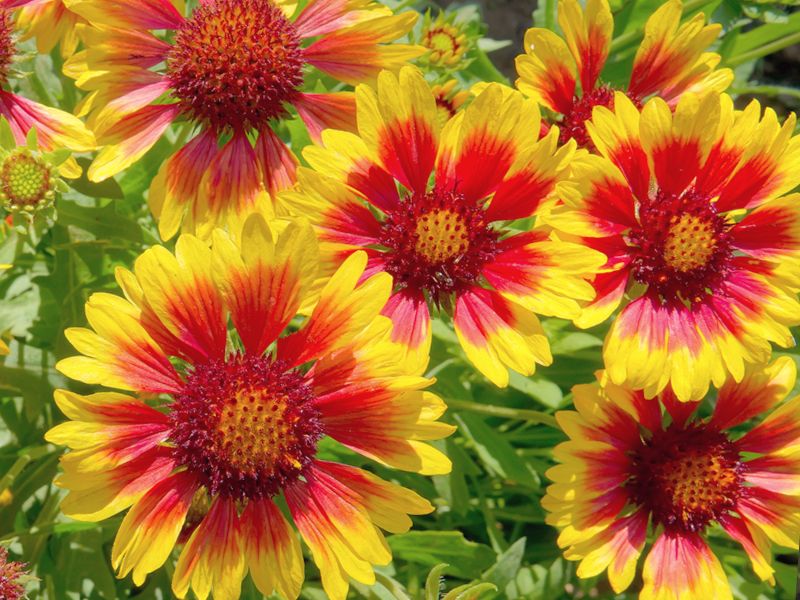 Gajlardia (Gaillardia)