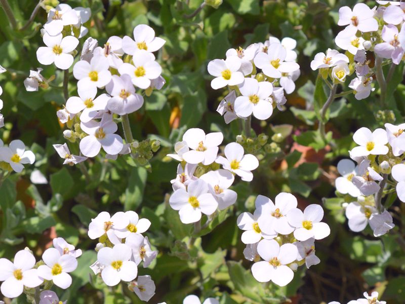 Gęsiówka kaukaska (Arabis caucasica)