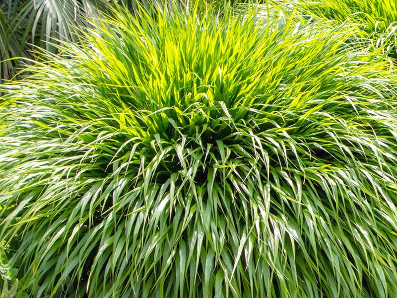 Hakonechloa smukła (Hakonechloa macra)