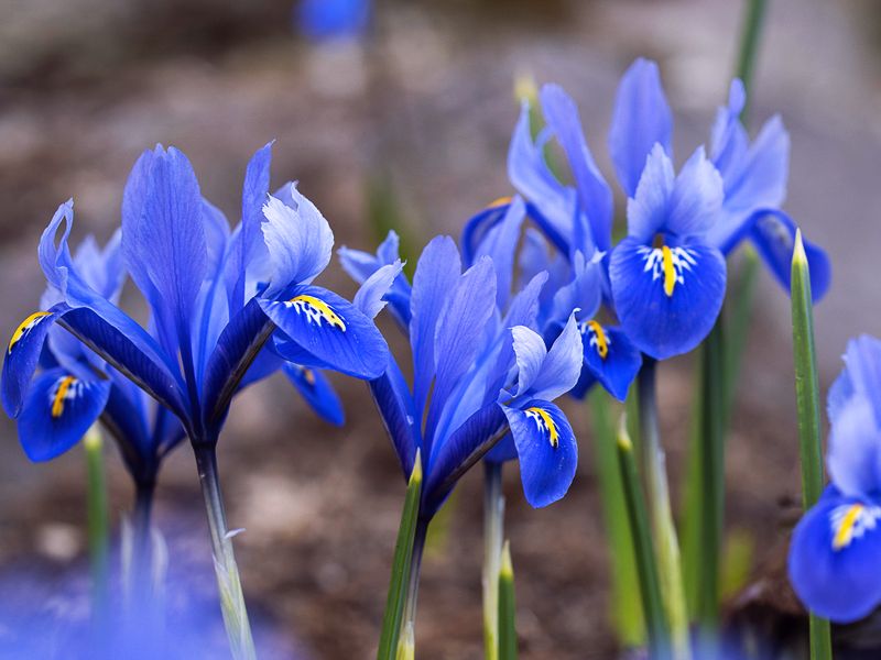 Irys (Iris)