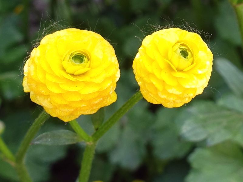 Jaskier azjatycki (Ranunculus asiaticus)