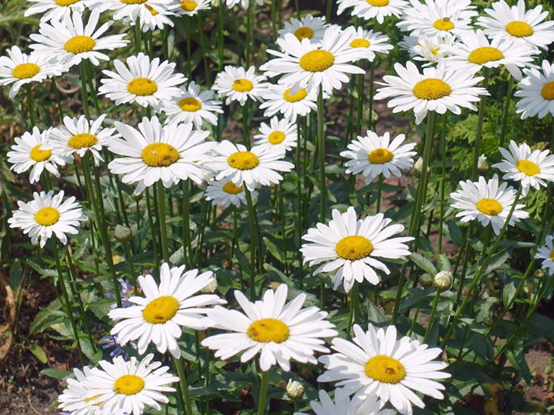 Jastrun właściwy (Leucanthemum vulgare)