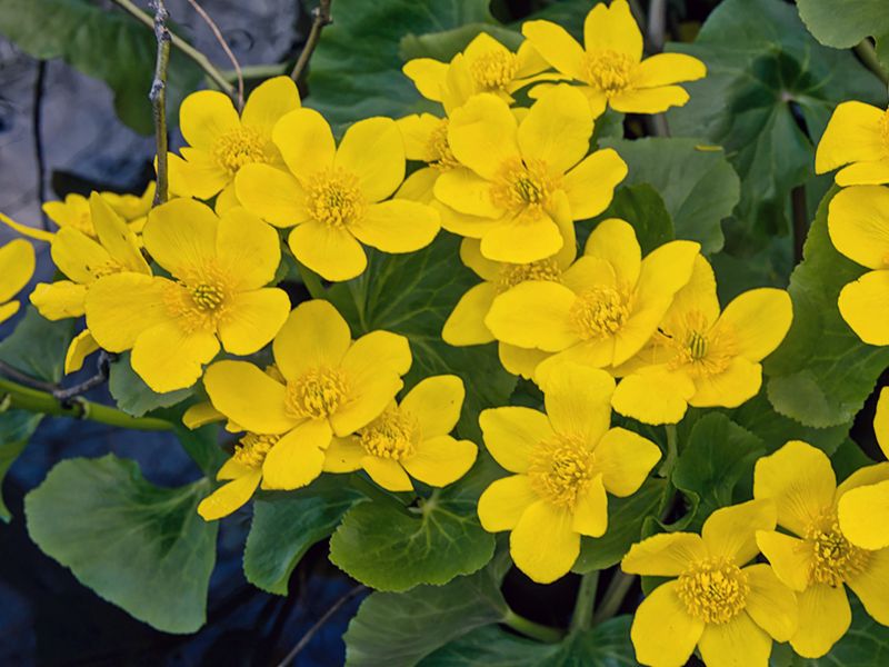 Kaczeniec błotny (Caltha palustris)