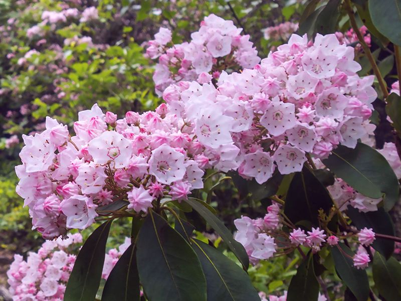 Kalmia szerokolistna