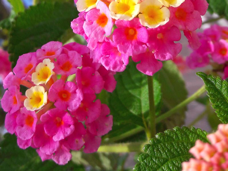 Lantana pospolita (Lantana camara)