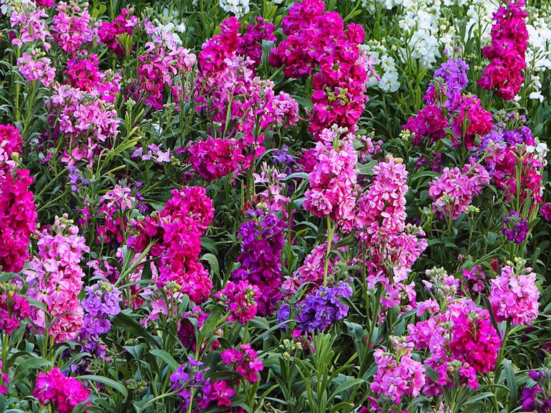 Lewkonia letnia (Matthiola incana)