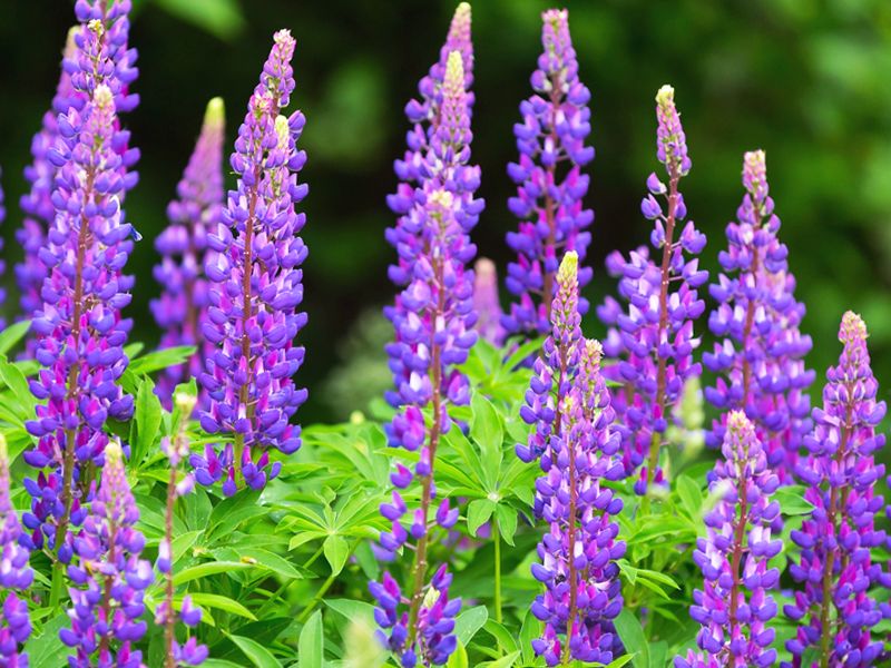 Łubin (Lupinus)