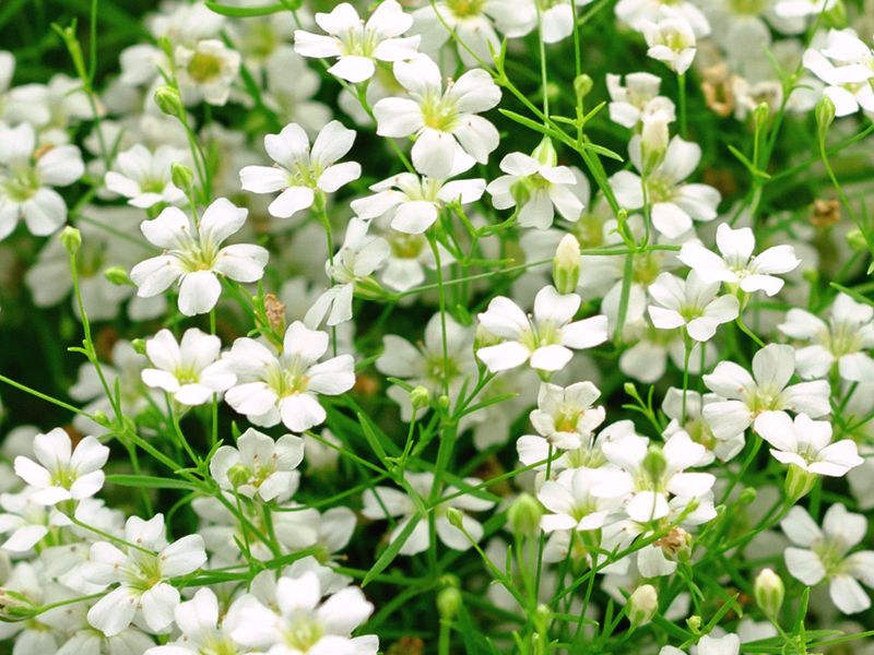 Łyszczec wiechowaty (Gypsophila paniculata)