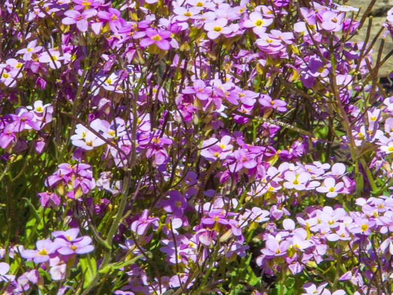 Maciejka (Matthiola bicornis)