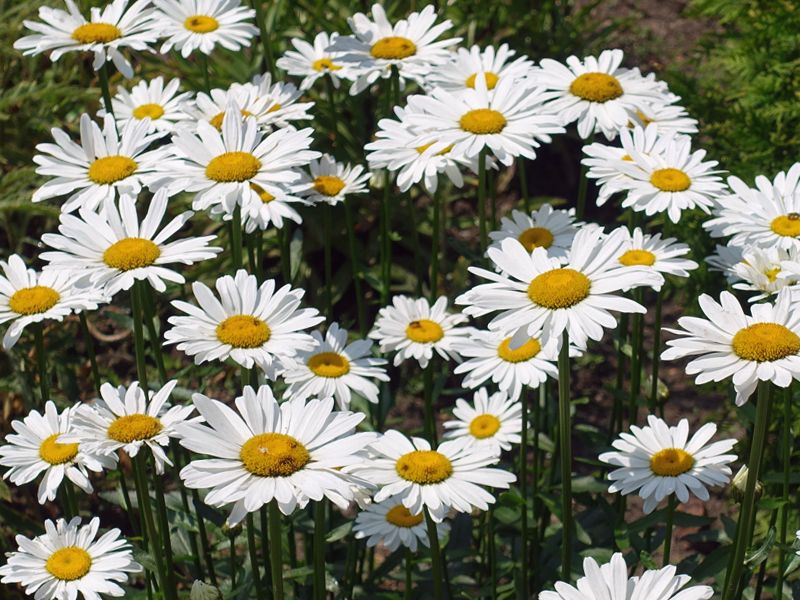 Margerytka (Leucanthemum vulgare)