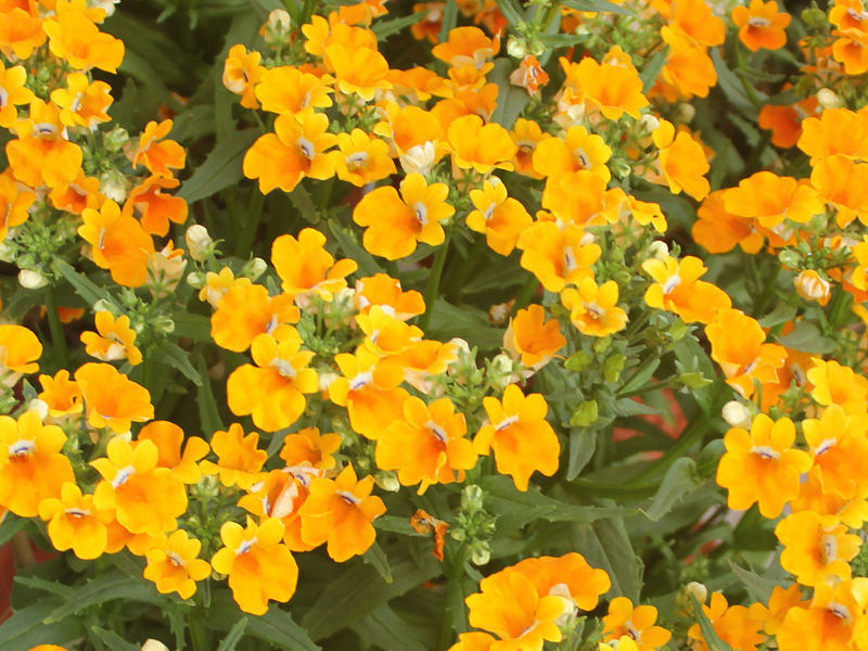 Nemezja powabna (Nemesia strumosa)