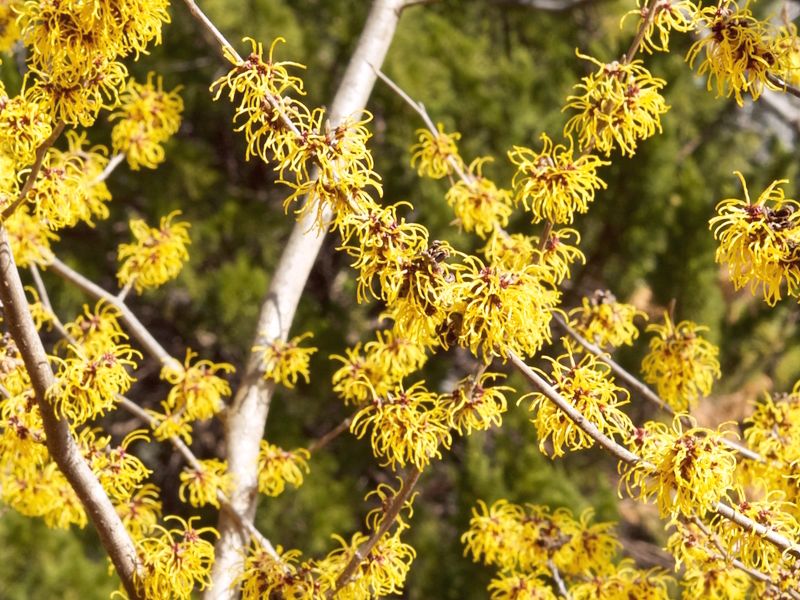 Oczar (Hamamelis)