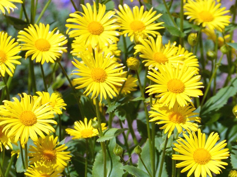 Omieg kaukaski (Doronicum orientale)