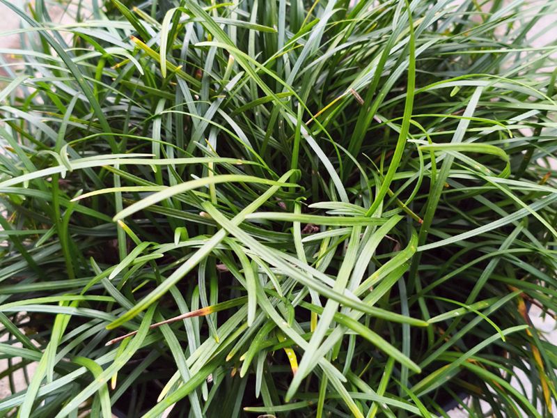 Ophiopogon japoński (Ophiopogon japonicus)