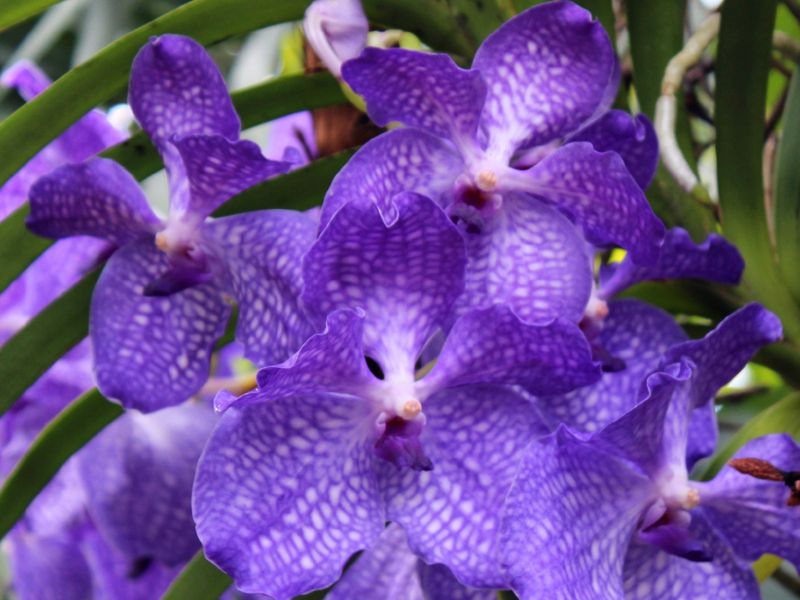 Orchidea wanda (Vanda coerulea)