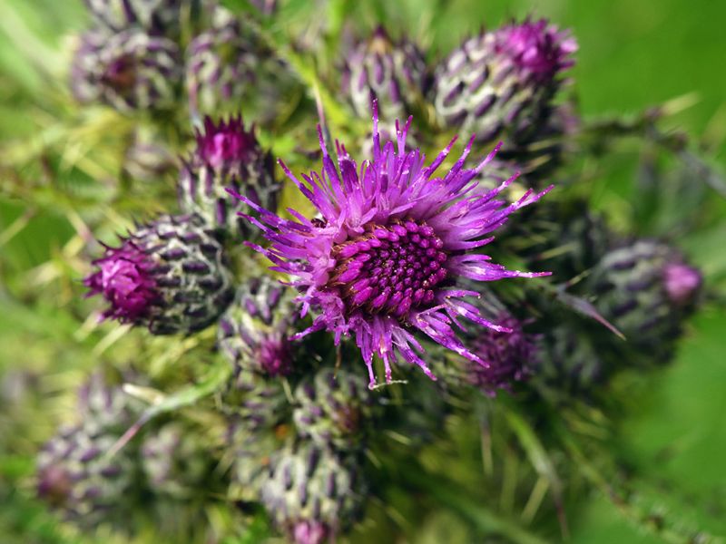 Ostrożeń błotny (Cirsium palustre)