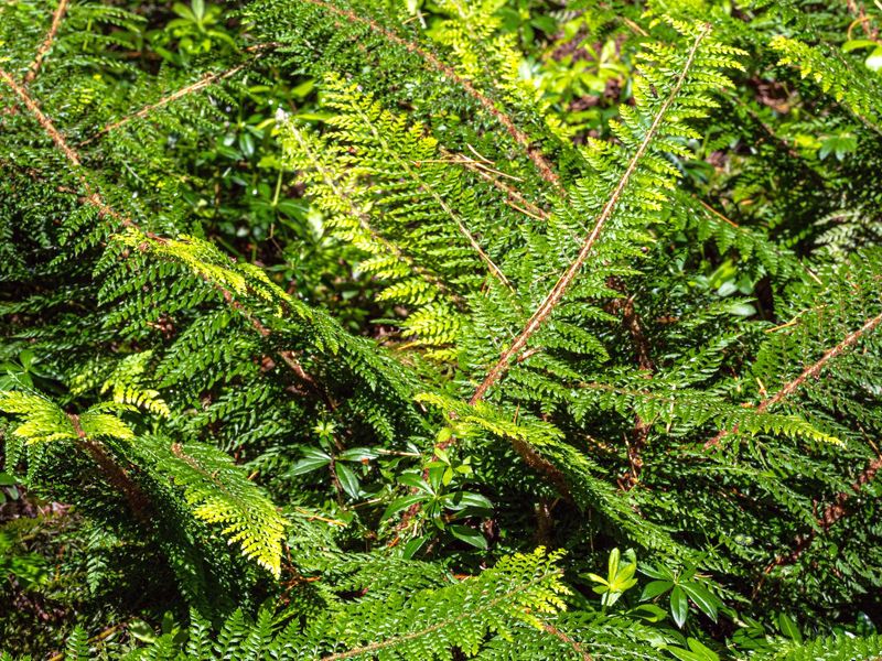 Paprotnik szczecinkozębny (Polystichum setiferum)