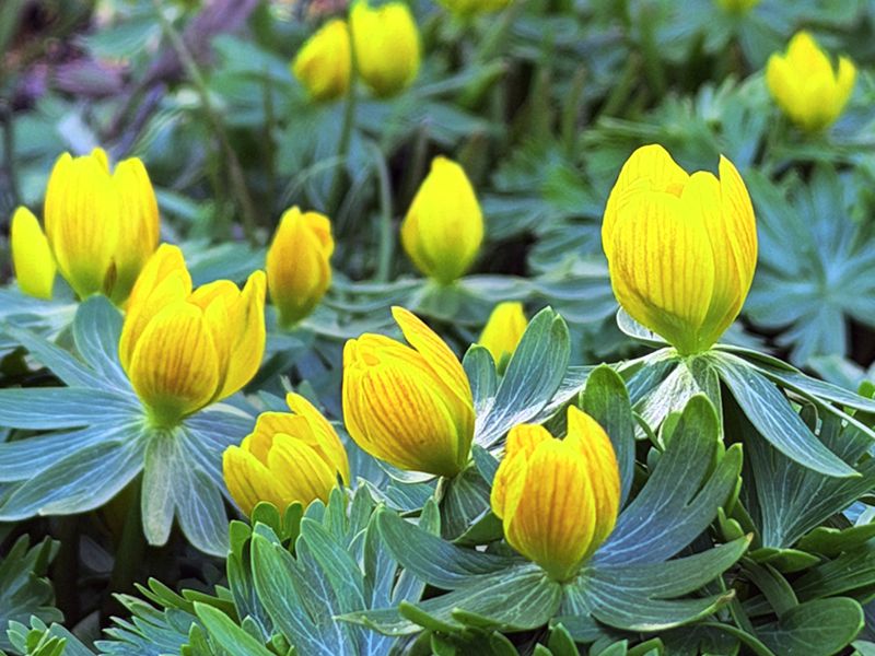 Rannik zimowy (Eranthis hyemalis)
