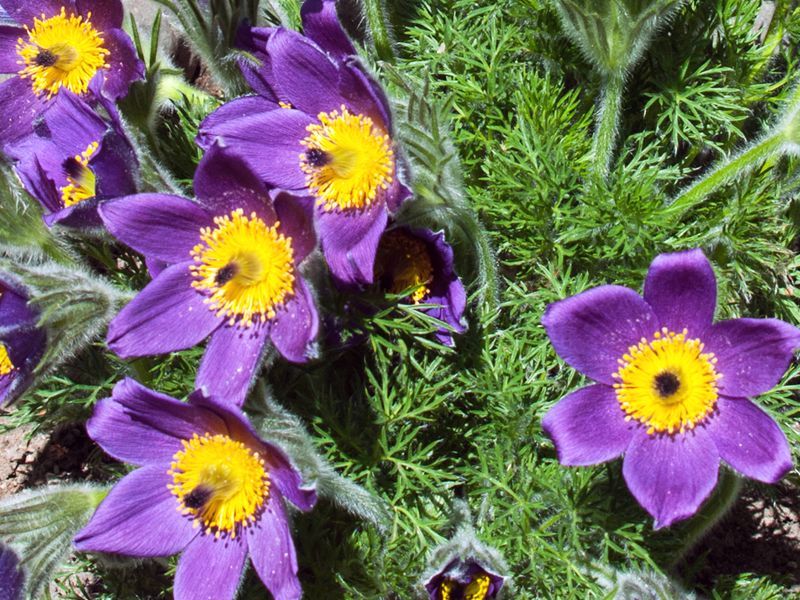 Sasanka zwyczajna (Pulsatilla vulgaris)