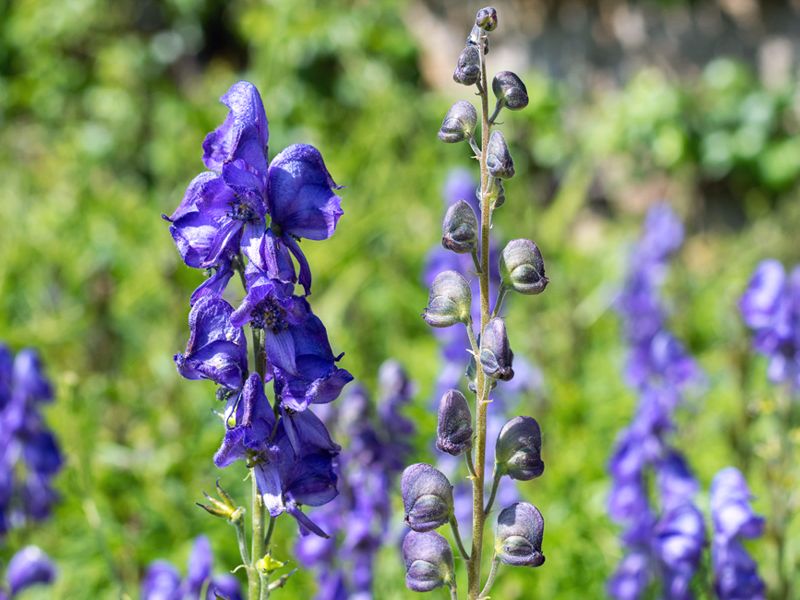 Tojad mocny (Aconitum napellus)