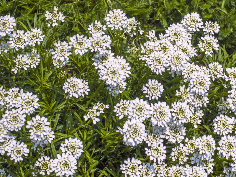 Ubiorek wiecznie zielony (Iberis sempervirens)