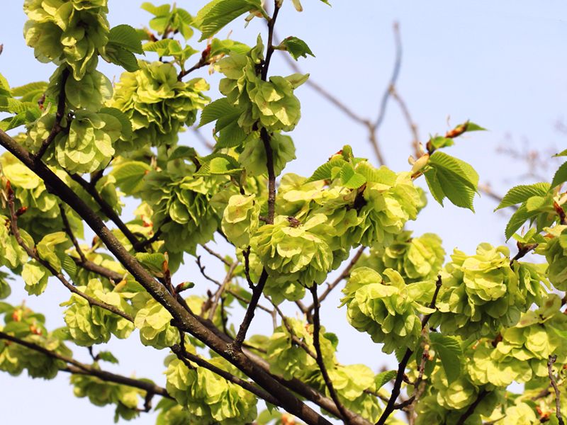 Ulmus glabra