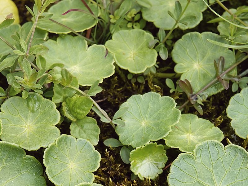 Wąkrota zwyczajna (Hydrocotyle vulgaris)