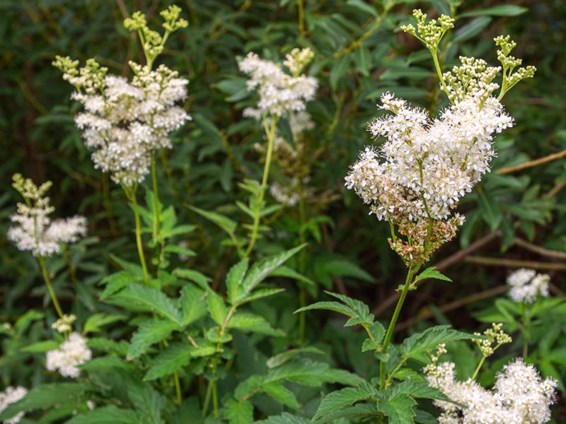 Wiązówka błotna (Filipendula ulmaria)