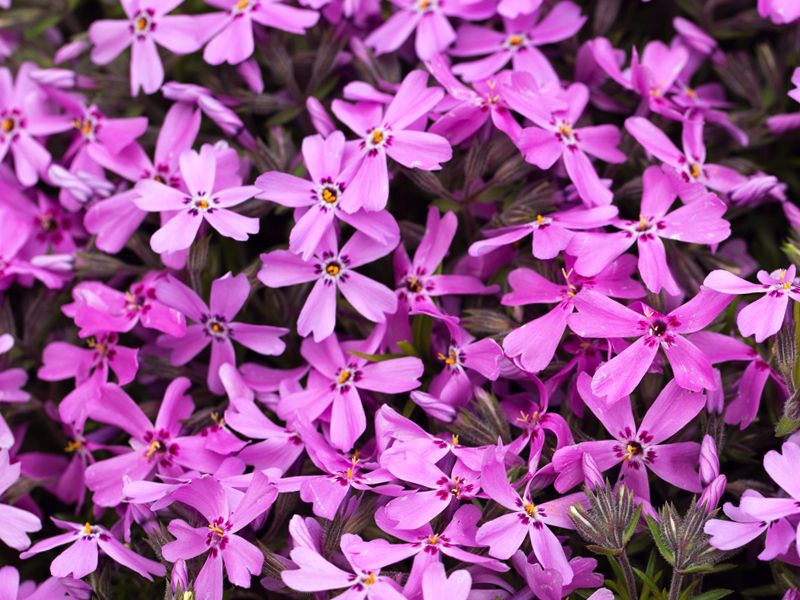 Żagwin ogrodowy (Aubrieta × cultorum)