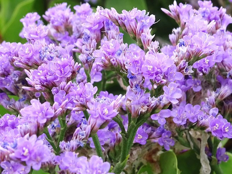 Zatrwian (Limonium)